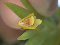 صورة Oxystophyllum