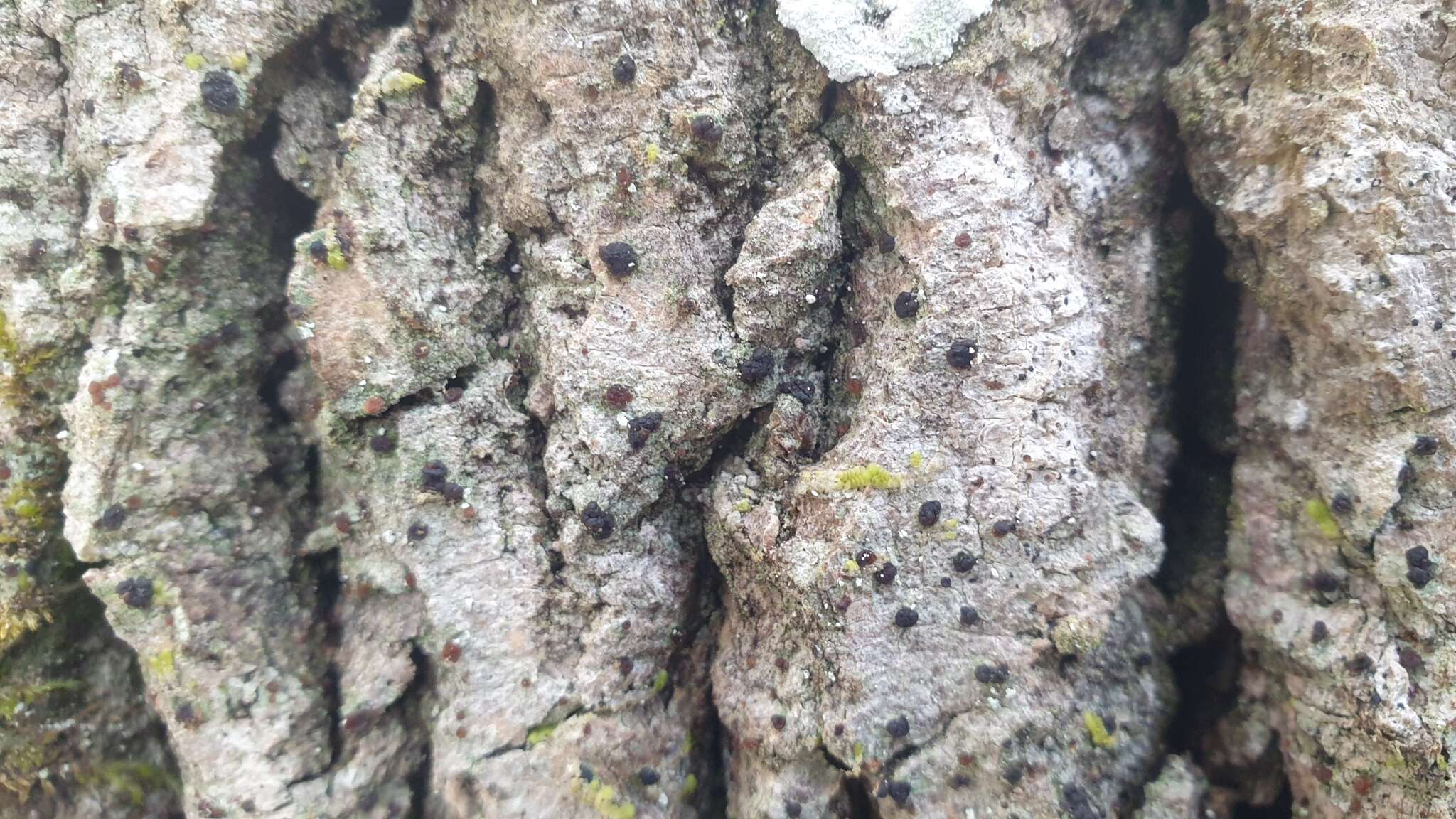 Image of dotted lichen