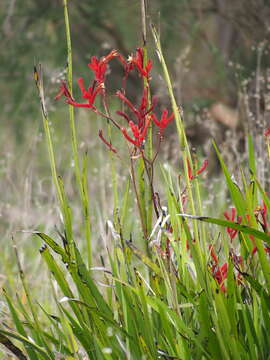 Image of Anigozanthos rufus Labill.