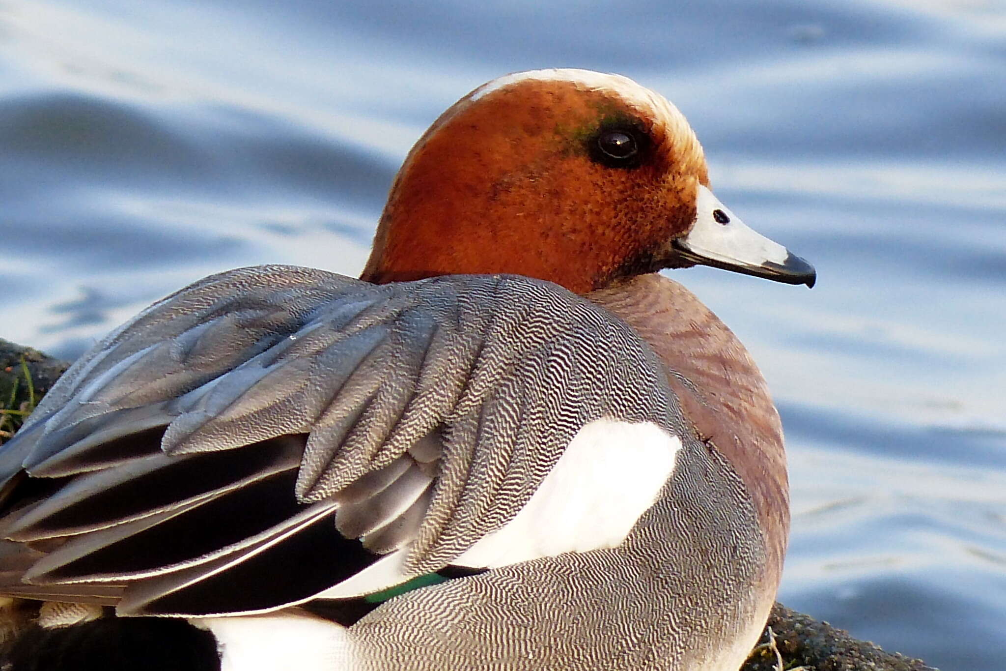 Image of Eurasian Wigeon