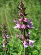 Image of Hedge-nettle