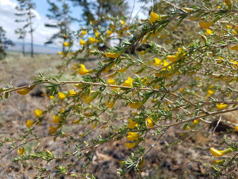 Image of Caragana pygmaea (L.) DC.