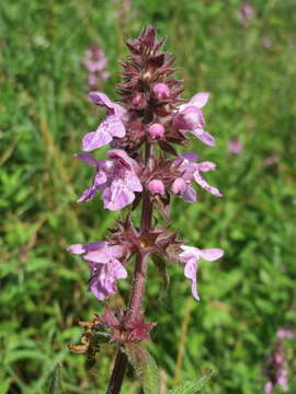 Image of Hedge-nettle