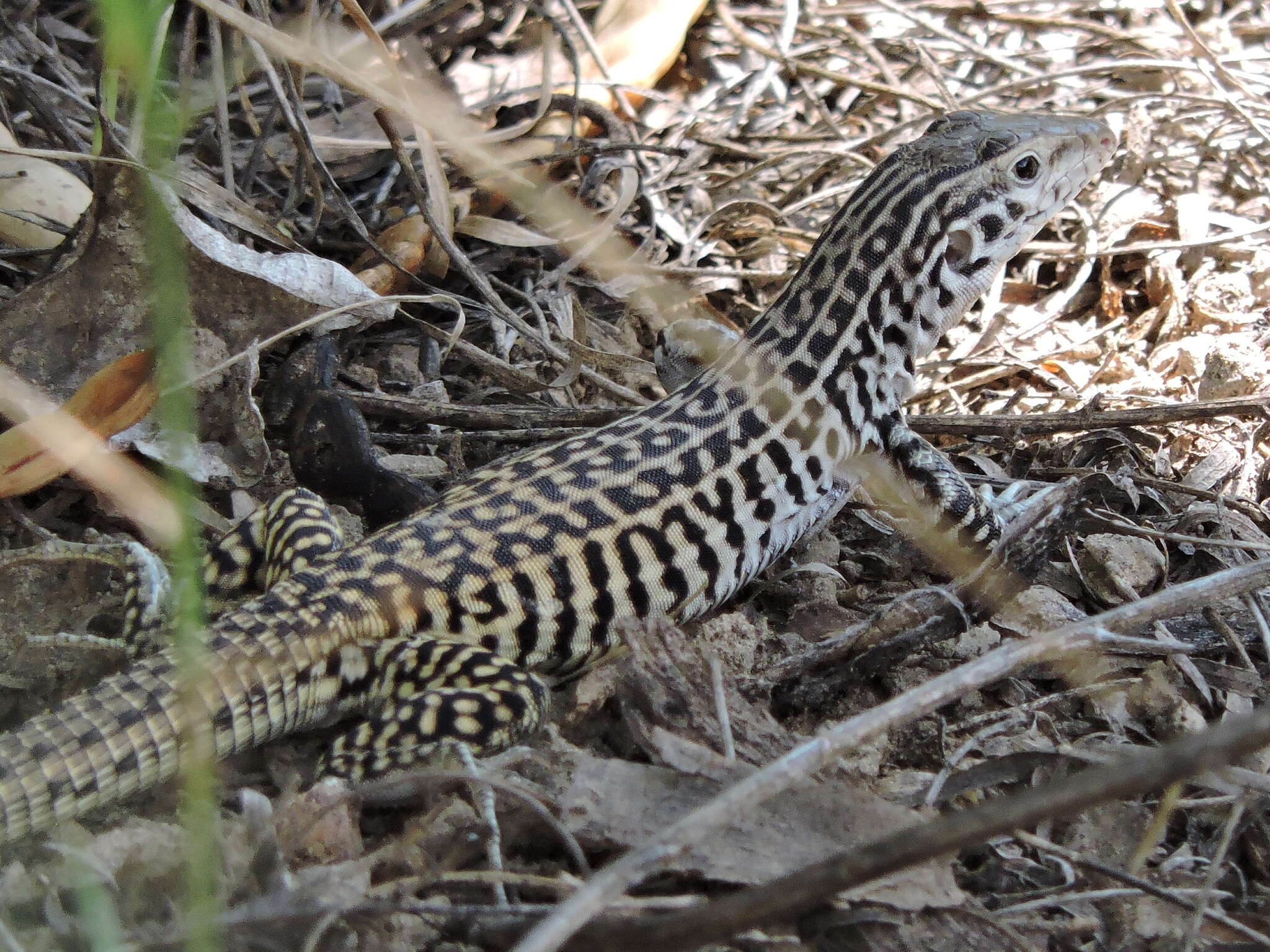 Image of Aspidoscelis tesselatus (Say 1822)