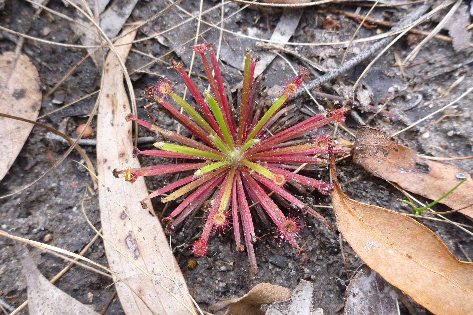 Image of Drosera petiolaris R. Br. ex DC.