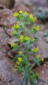 Arnebia decumbens (Vent.) Coss. & Kral.的圖片