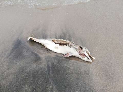 Image of Black Sea harbour porpoise