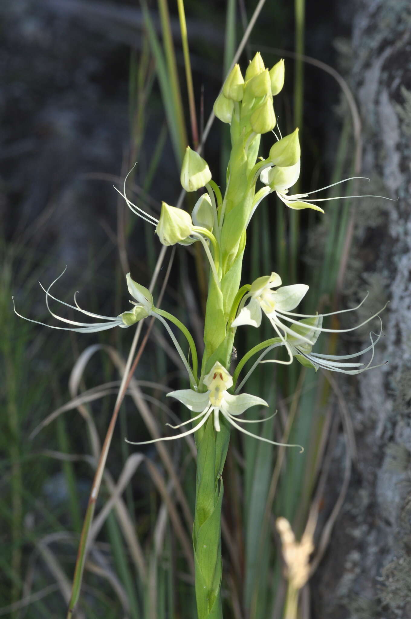 Image of Habenaria gourlieana Gillies ex Lindl.