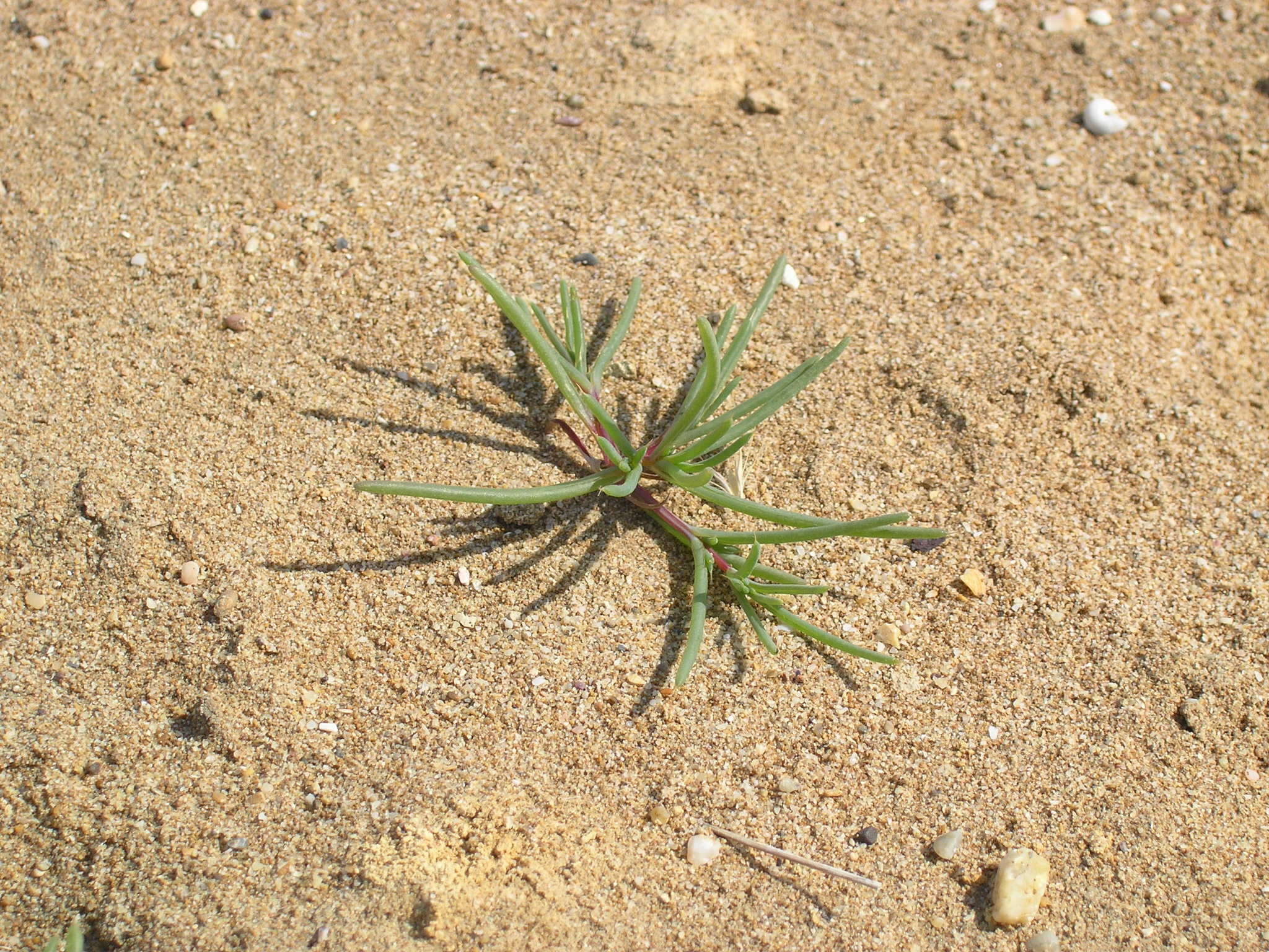Image of curved sicklegrass