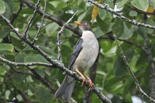 Image of Plumbeous-backed Thrush