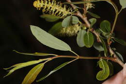 Image of coastal plain willow