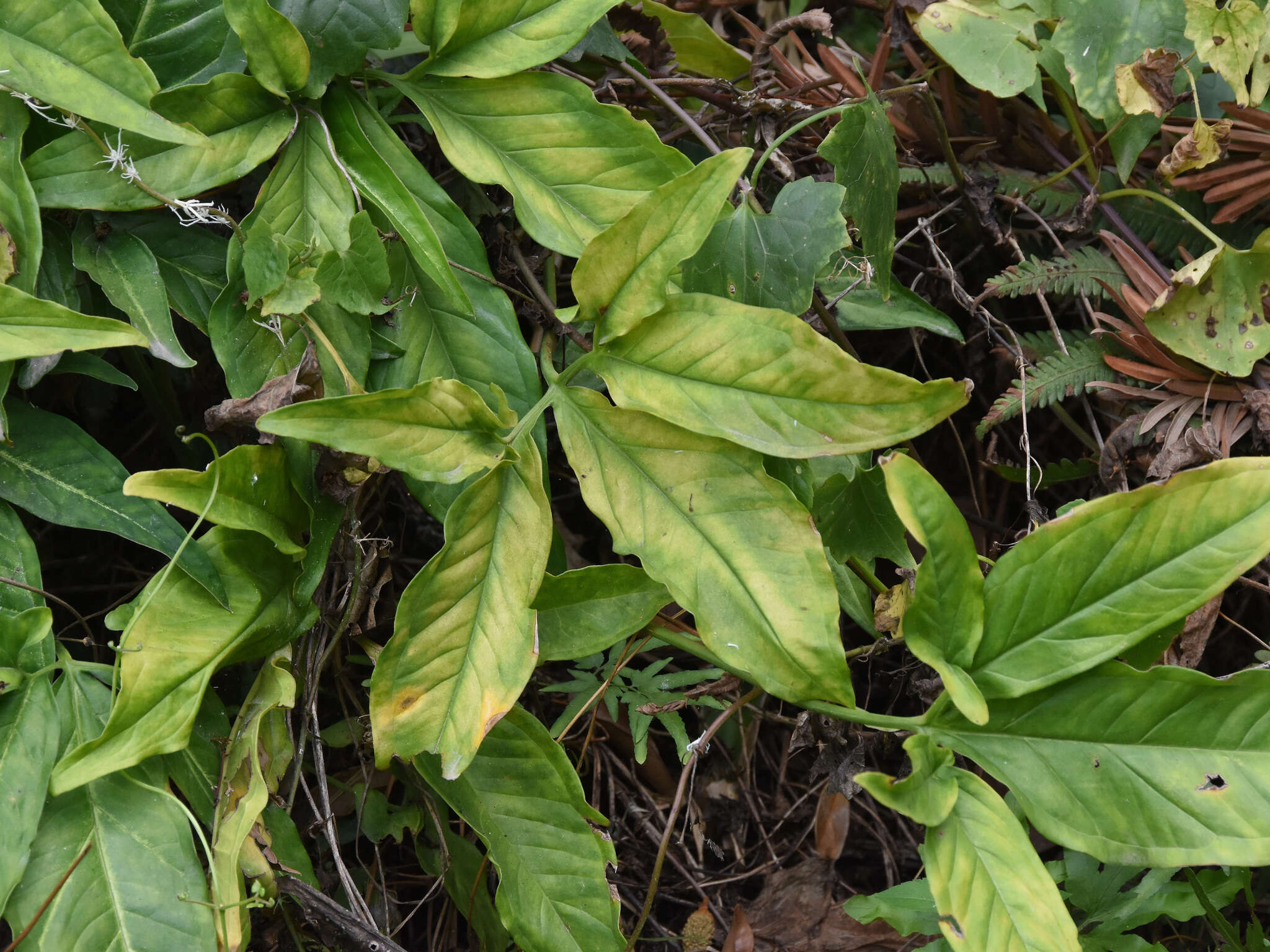 Imagem de Syngonium angustatum Schott