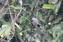 Image of Grey-headed Oliveback