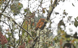 Image of Andean Pygmy Owl