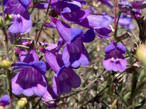 Image of Purdy's penstemon