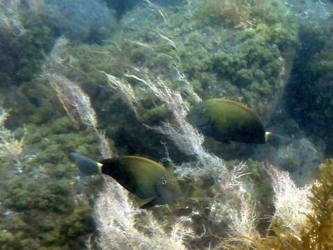 Image of Earbar Surgeonfish