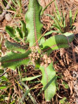 Asclepias jaliscana Robinson的圖片