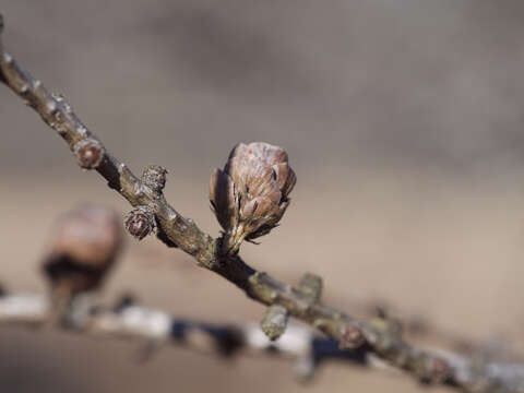 Image of American Larch