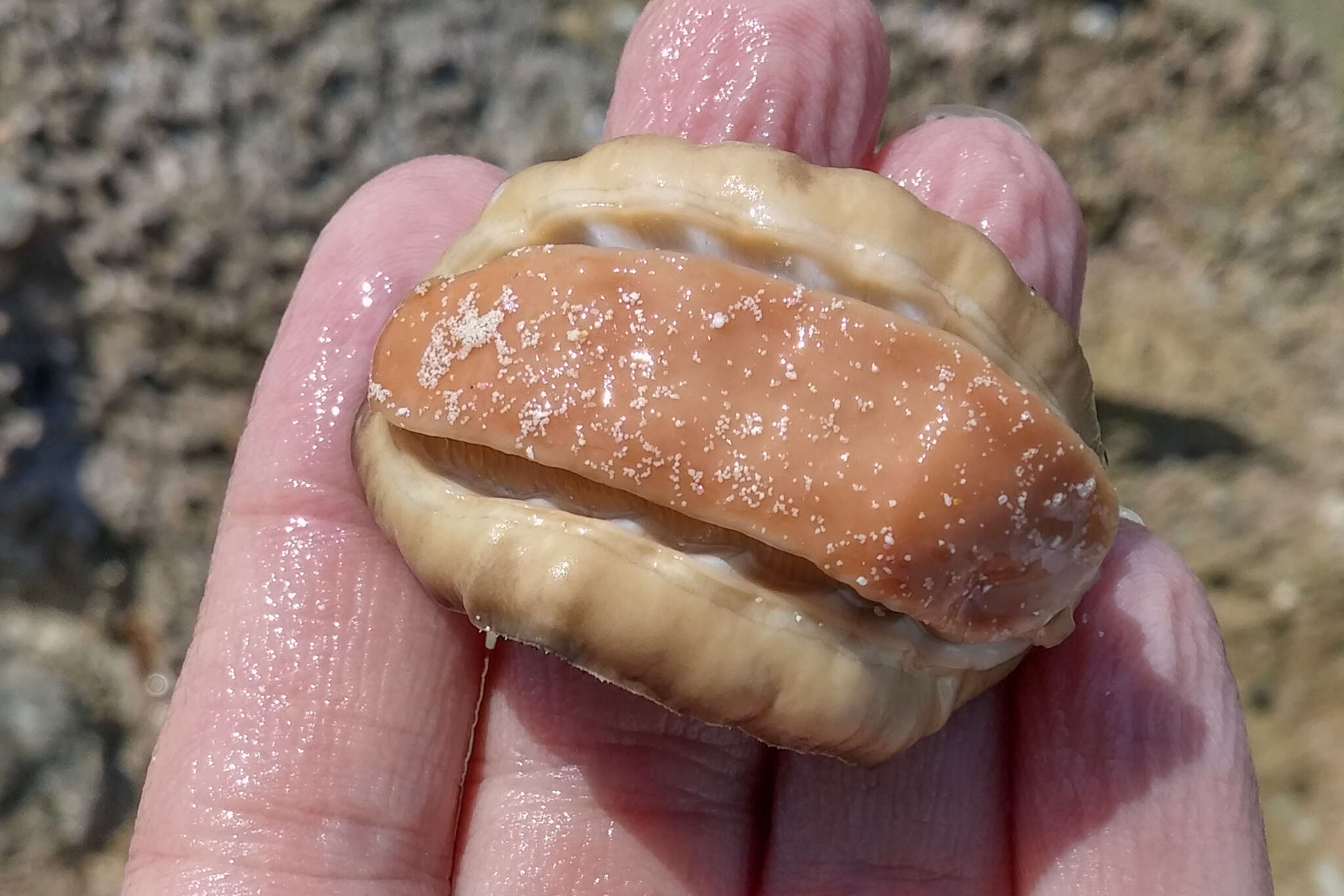 Image of West Indian fuzzy chiton