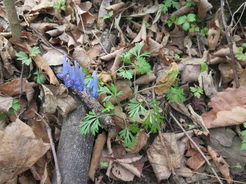 Image of Corydalis fumariifolia Maxim.