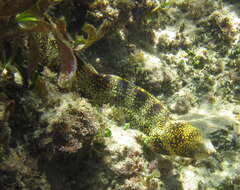 Image of Snowflake moray