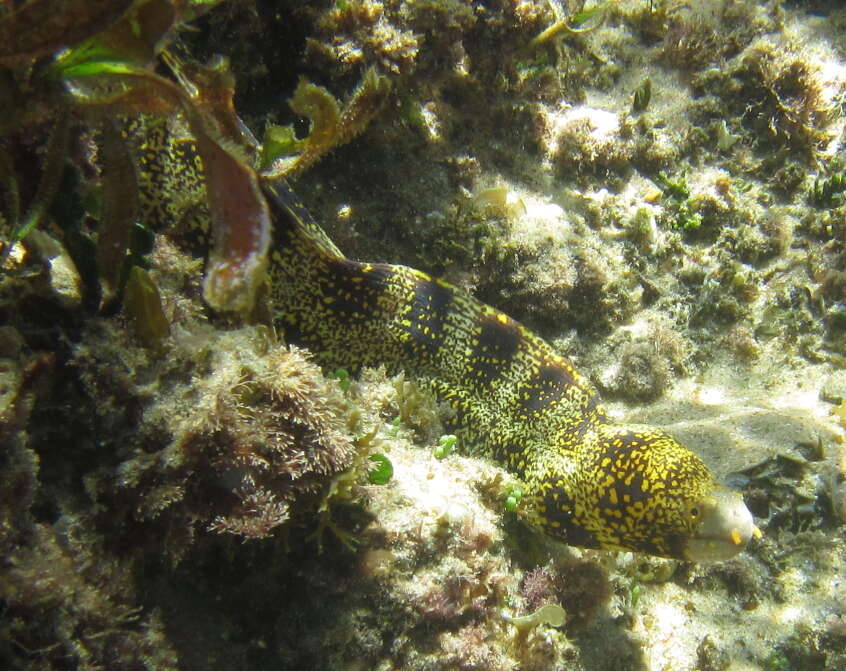 Image of Snowflake moray