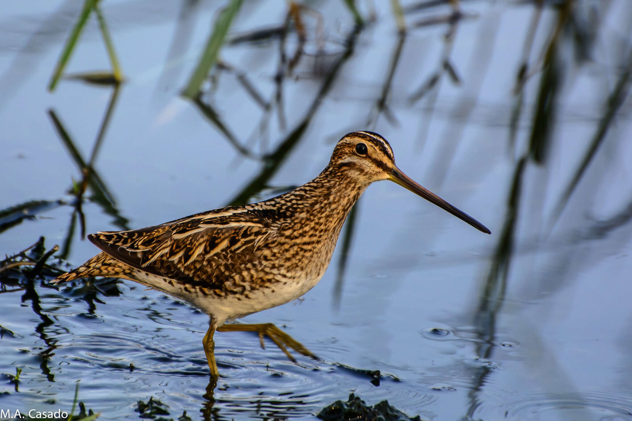 Gallinago nigripennis aequatorialis Rüppell 1845 resmi