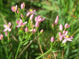 Image of Centaury