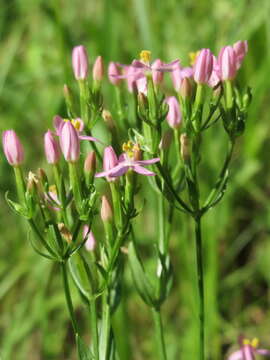 Image of Centaury