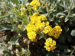 Image of Basket of Gold