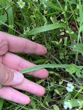 Image of Potato dandelion