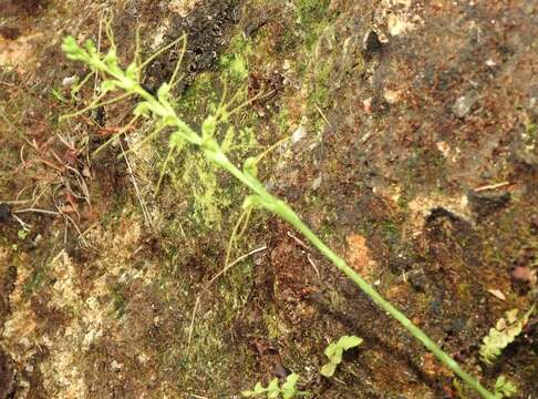 Image of Long Tentacle Orchid