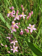 Image of Centaury