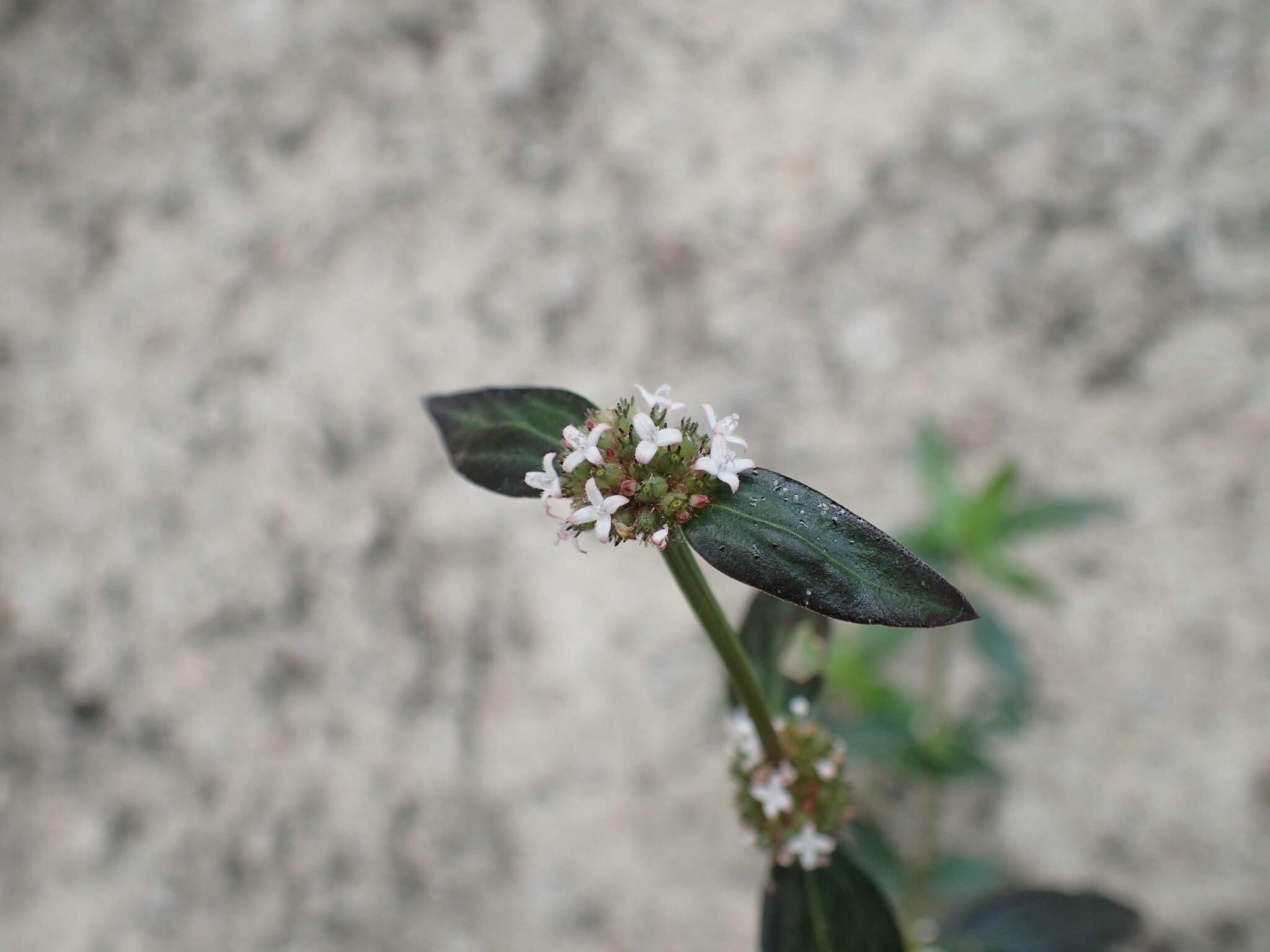 Image of Woodland False Buttonweed