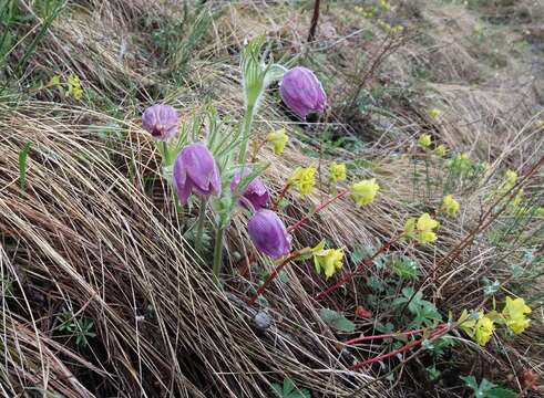 Image of Eastern Pasque Flower