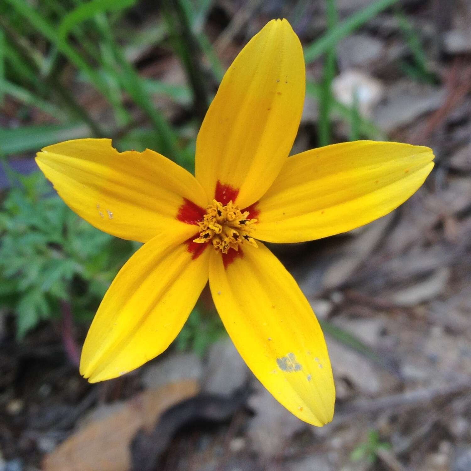 Imagem de Bidens bicolor Greenm.