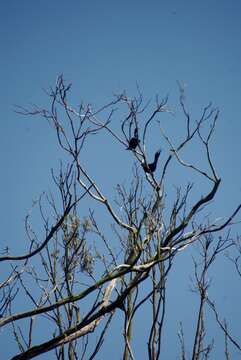 Image of Neotropic Cormorant