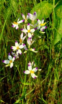 Image of Exacum tetragonum Roxb.