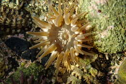 Image of Anthopleura mariae