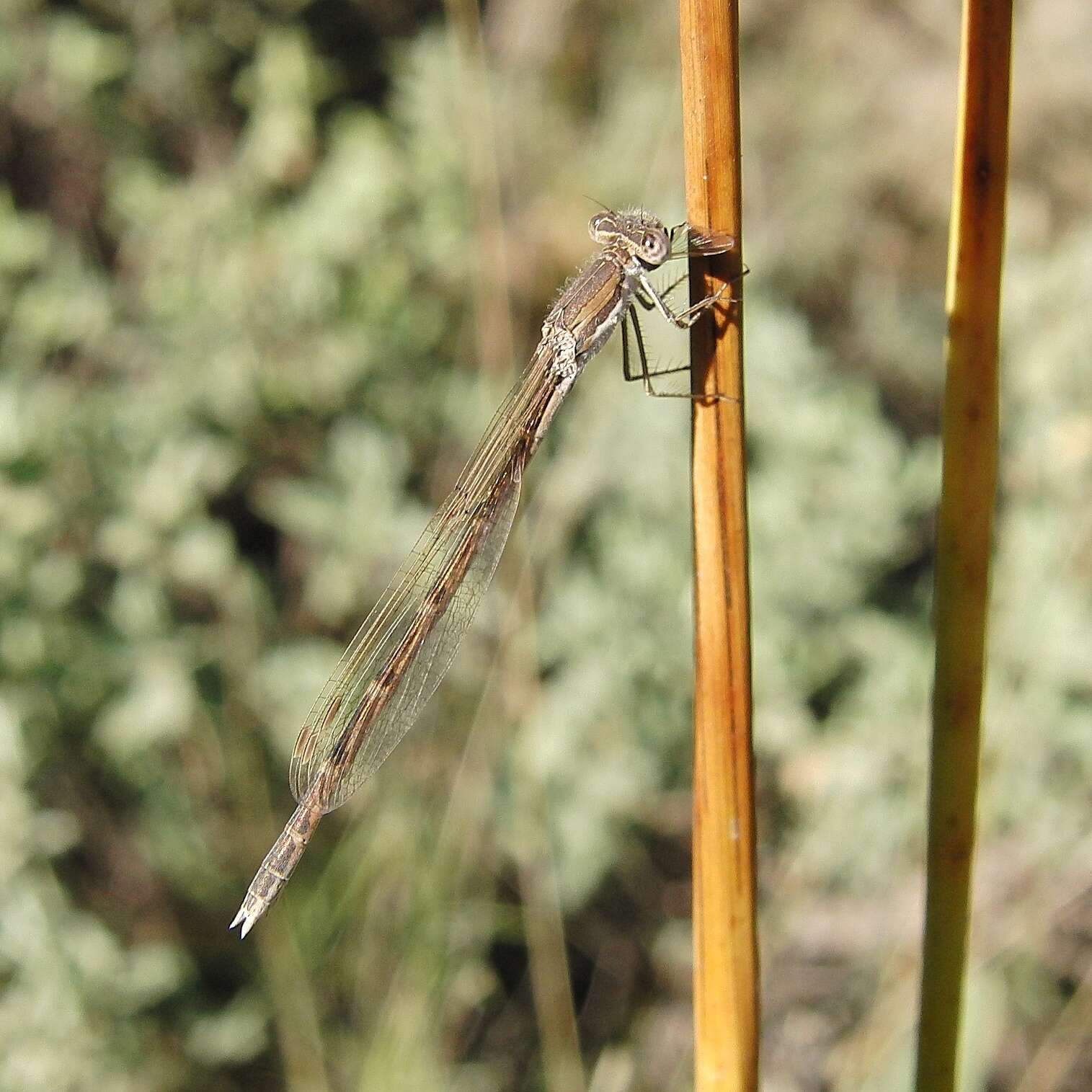 Image of Common Winter Damsel