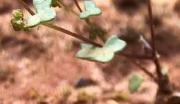 Imagem de Hydrocotyle capillaris F. Müll.