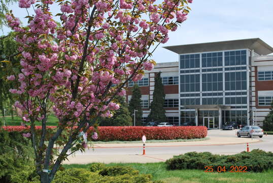 Imagem de Prunus lannesiana (Carr) E. H. Wilson