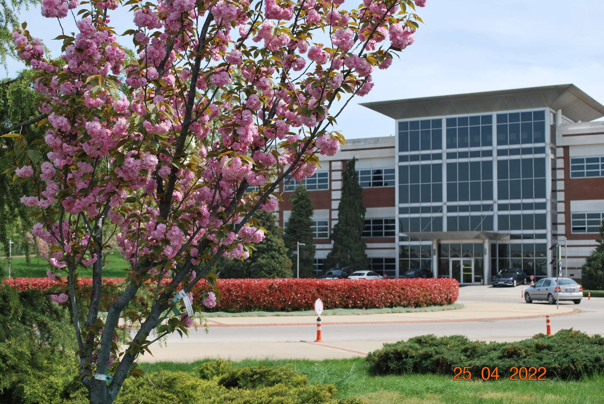 Prunus lannesiana (Carr) E. H. Wilson resmi