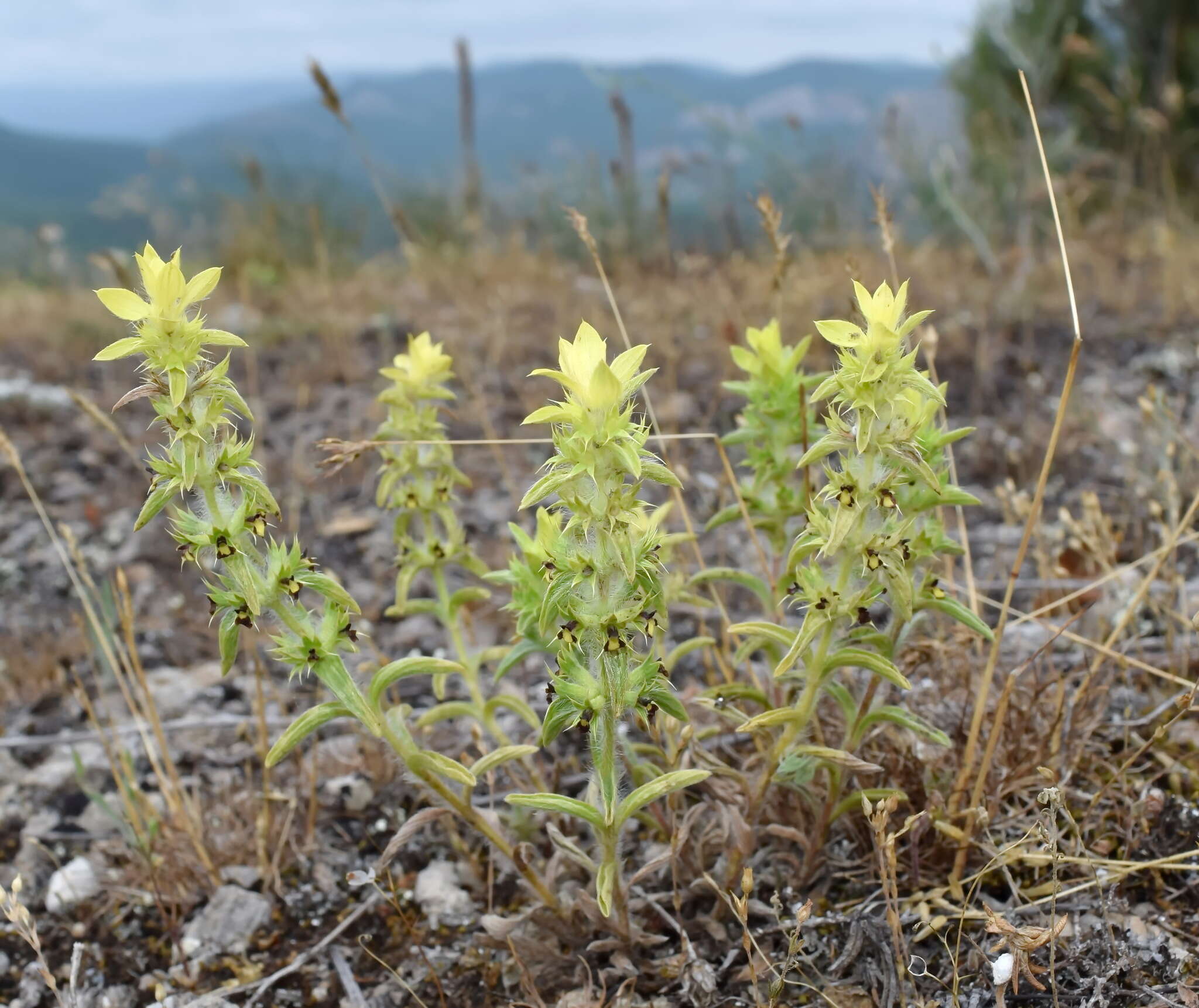 Image of Sideritis montana subsp. montana