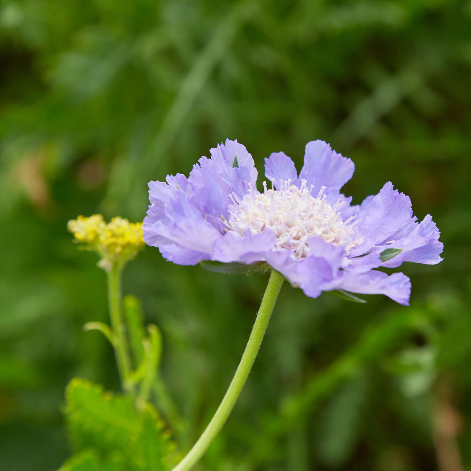 Image of Pincushion-flower