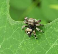 Sivun Phidippus maddisoni Edwards 2004 kuva