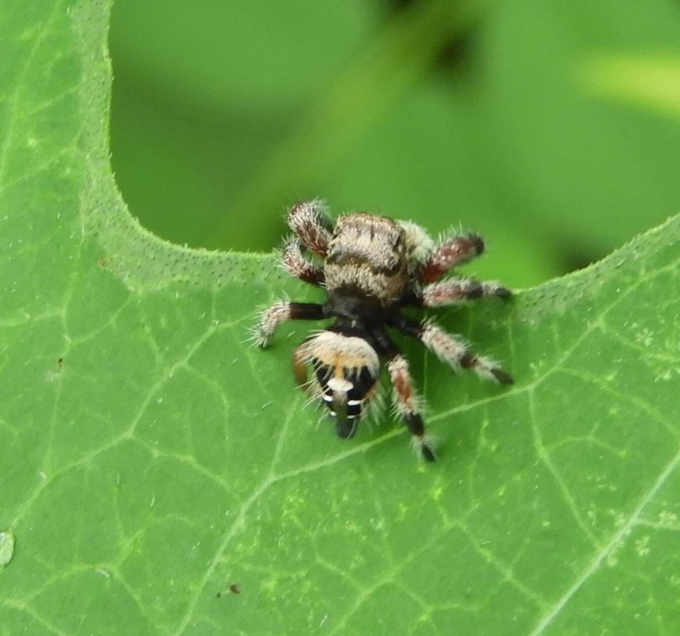 Sivun Phidippus maddisoni Edwards 2004 kuva