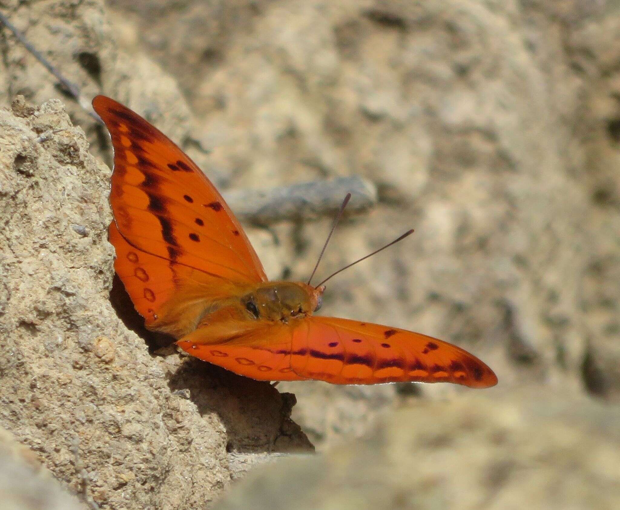 Imagem de Charaxes nichetes pantherinus Rousseau-Decelle 1934