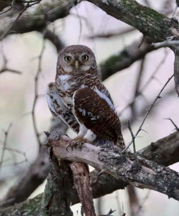 Image of African Barred Owlet