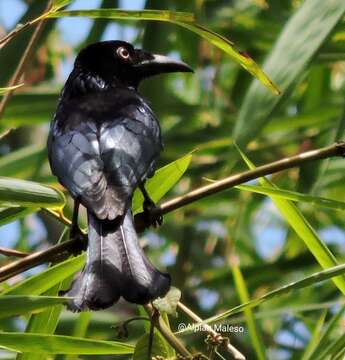 صورة Dicrurus hottentottus banggaiensis Vaurie 1952